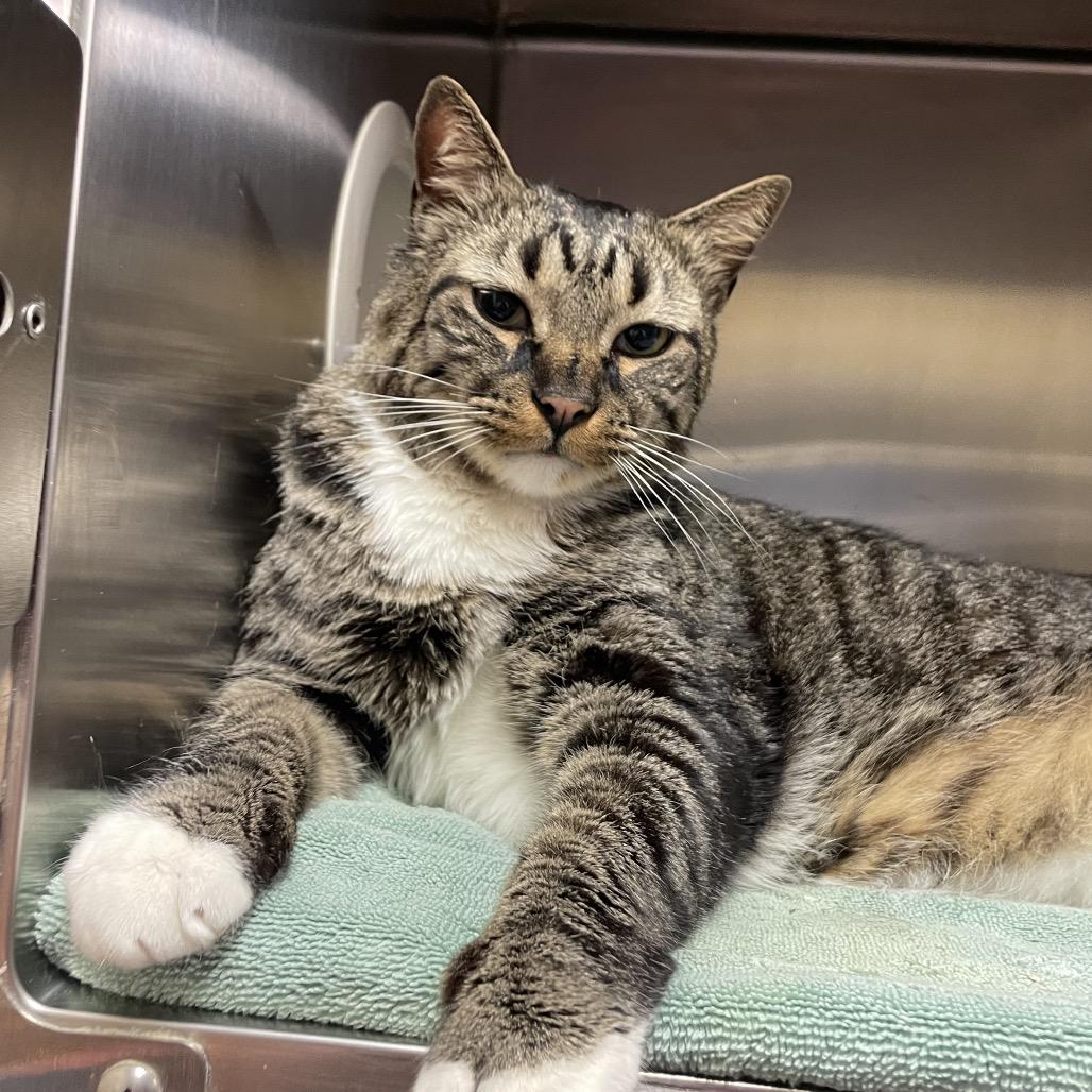 Enlarge Broc, a Adoptable Domestic Short Hair in York, PA image 3/6