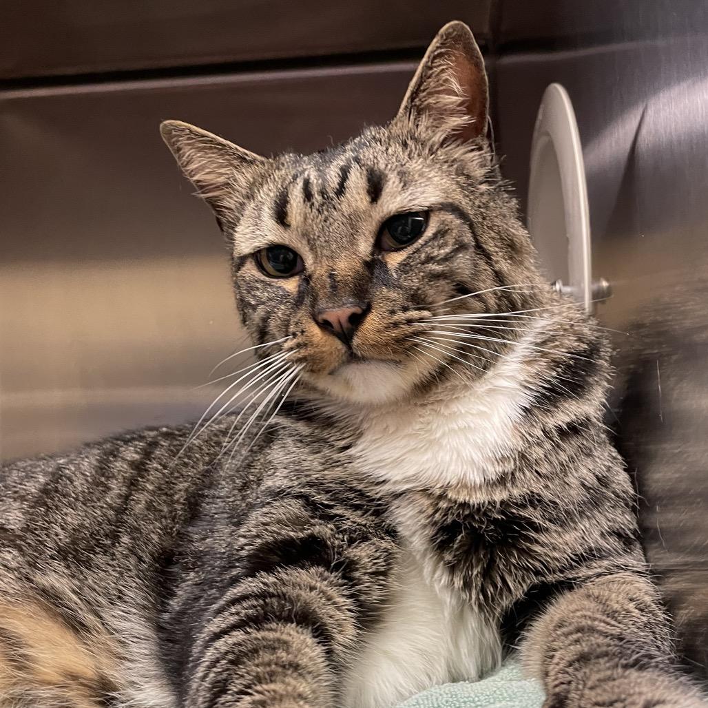 Enlarge Broc, a Adoptable Domestic Short Hair in York, PA image 4/6