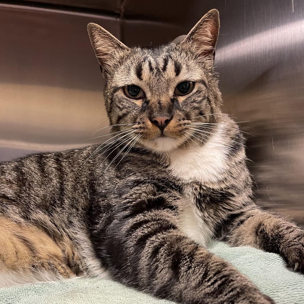 Enlarge Broc, a Adoptable Domestic Short Hair in York, PA image 5/6