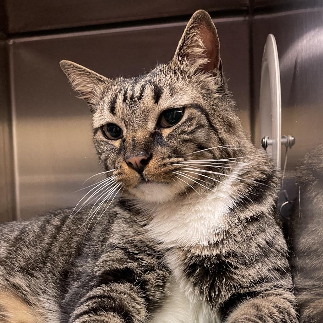Enlarge Broc, a Adoptable Domestic Short Hair in York, PA image 6/6