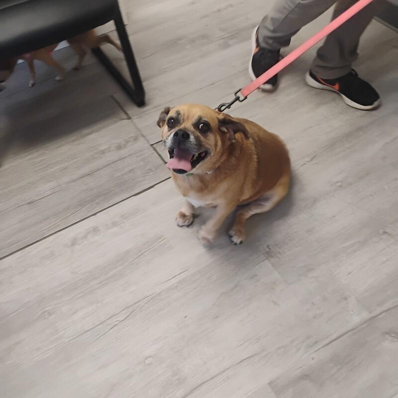 Enlarge Ginger 9-3-2026, a Adopted mixed breed in Paris , TN image 1/1