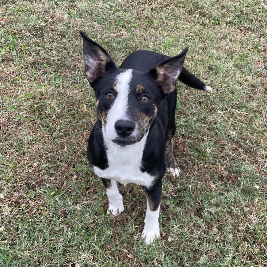 Debbie, a Adoptable mixed breed in Brenham, TX image 1/6