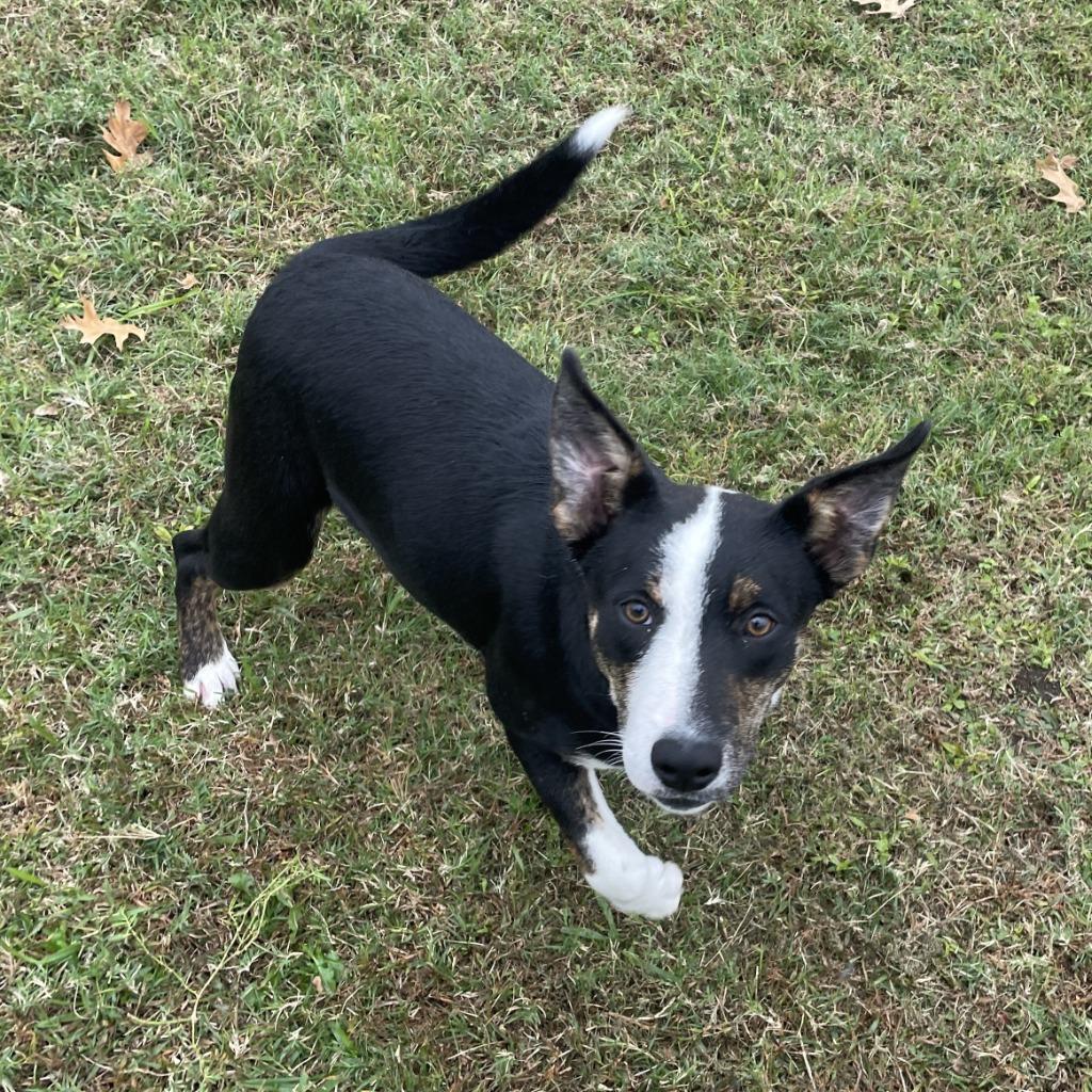 Enlarge Debbie, a Adoptable mixed breed in Brenham, TX image 2/6