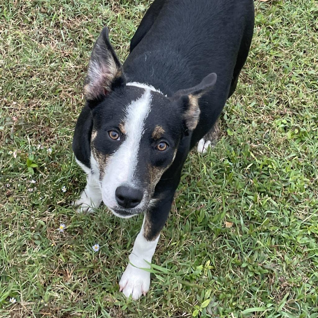 Enlarge Debbie, a Adoptable mixed breed in Brenham, TX image 3/6