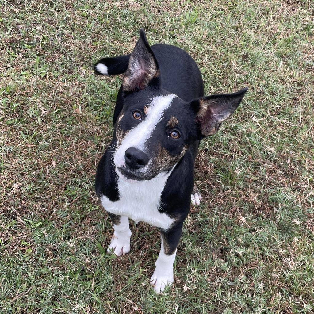 Debbie, a Adoptable mixed breed in Brenham, TX image 4/6