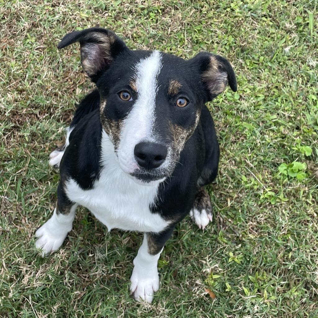 Enlarge Debbie, a Adoptable mixed breed in Brenham, TX image 5/6