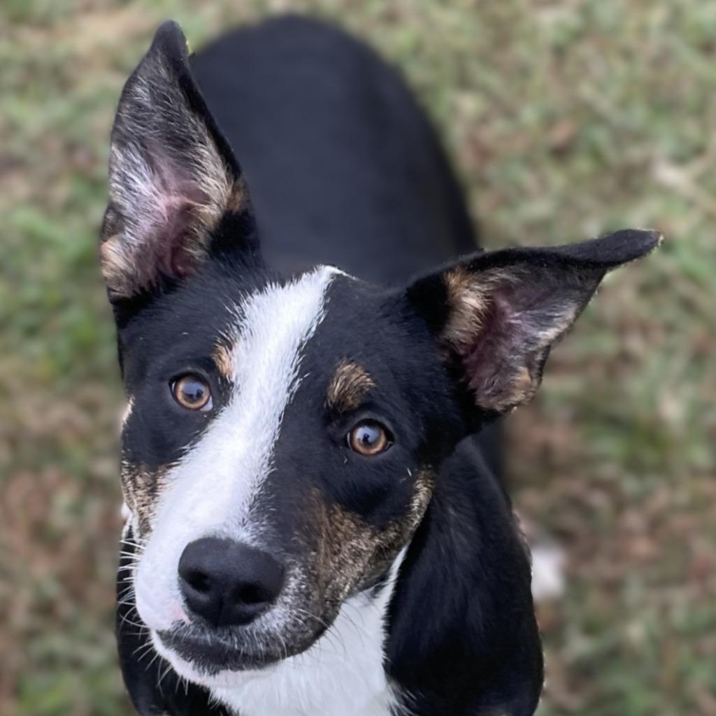 Debbie, Adoptable, Young Female Mixed Breed.