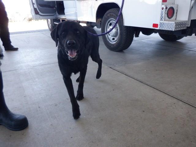AXL, Adoptable, Adult Male Labrador Retriever & Mixed Breed.