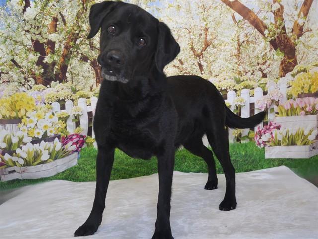 AXL, Adoptable, Adult Male Labrador Retriever & Mixed Breed.