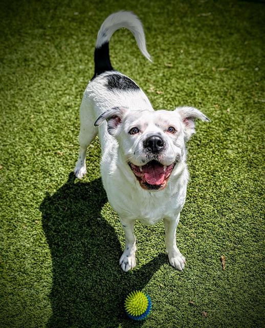 Enlarge HARLEY, a Adoptable mixed breed in Clyde, NC image 1/1
