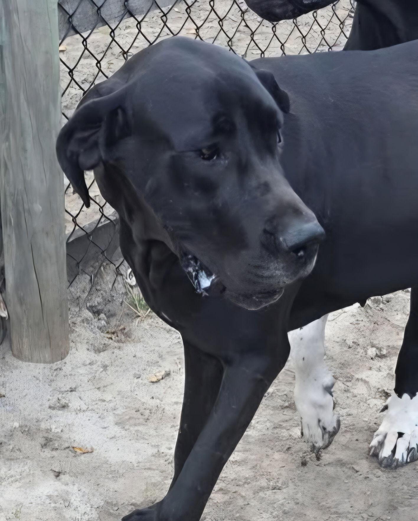 Enlarge Kira, a Adoptable Great Dane in Jupiter, FL image 1/1