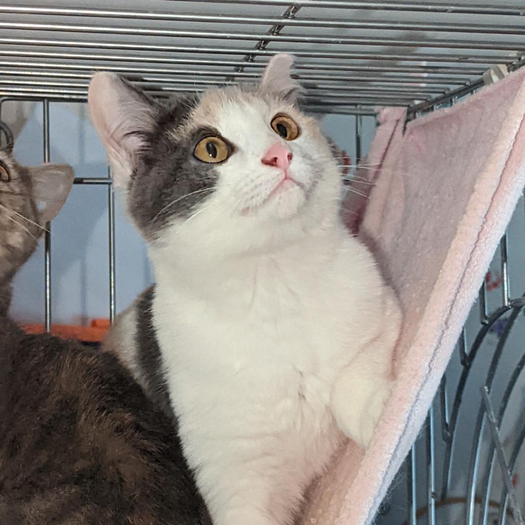 Babe, Adoptable, Adult Female Domestic Short Hair.