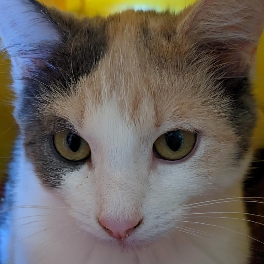 Babe, a Adoptable Domestic Short Hair in Greenwood, MO image 2/4