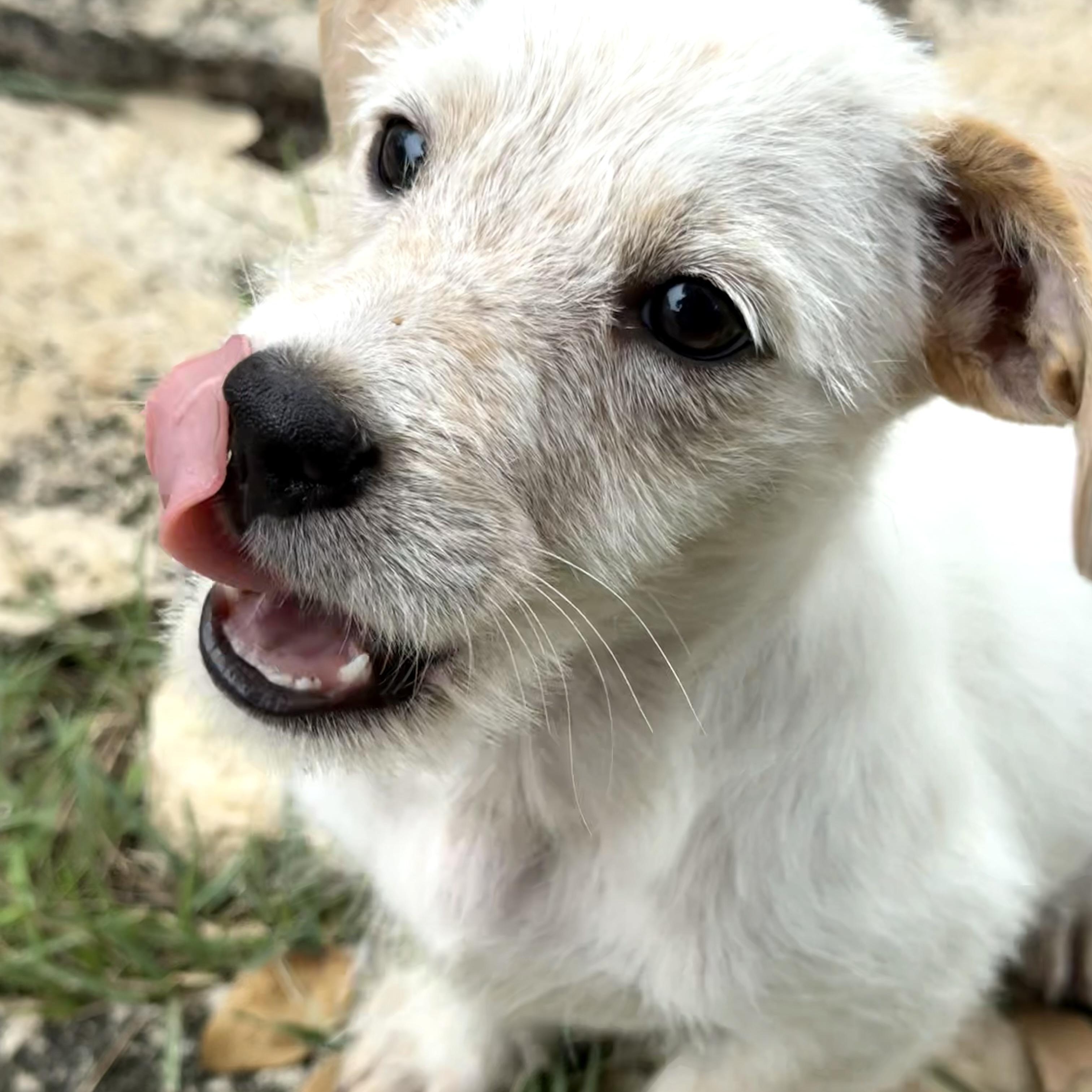 Enlarge Emmett, the low-rider scruffy puppy, a Adoptable mixed breed in Lockhart, TX image 1/6