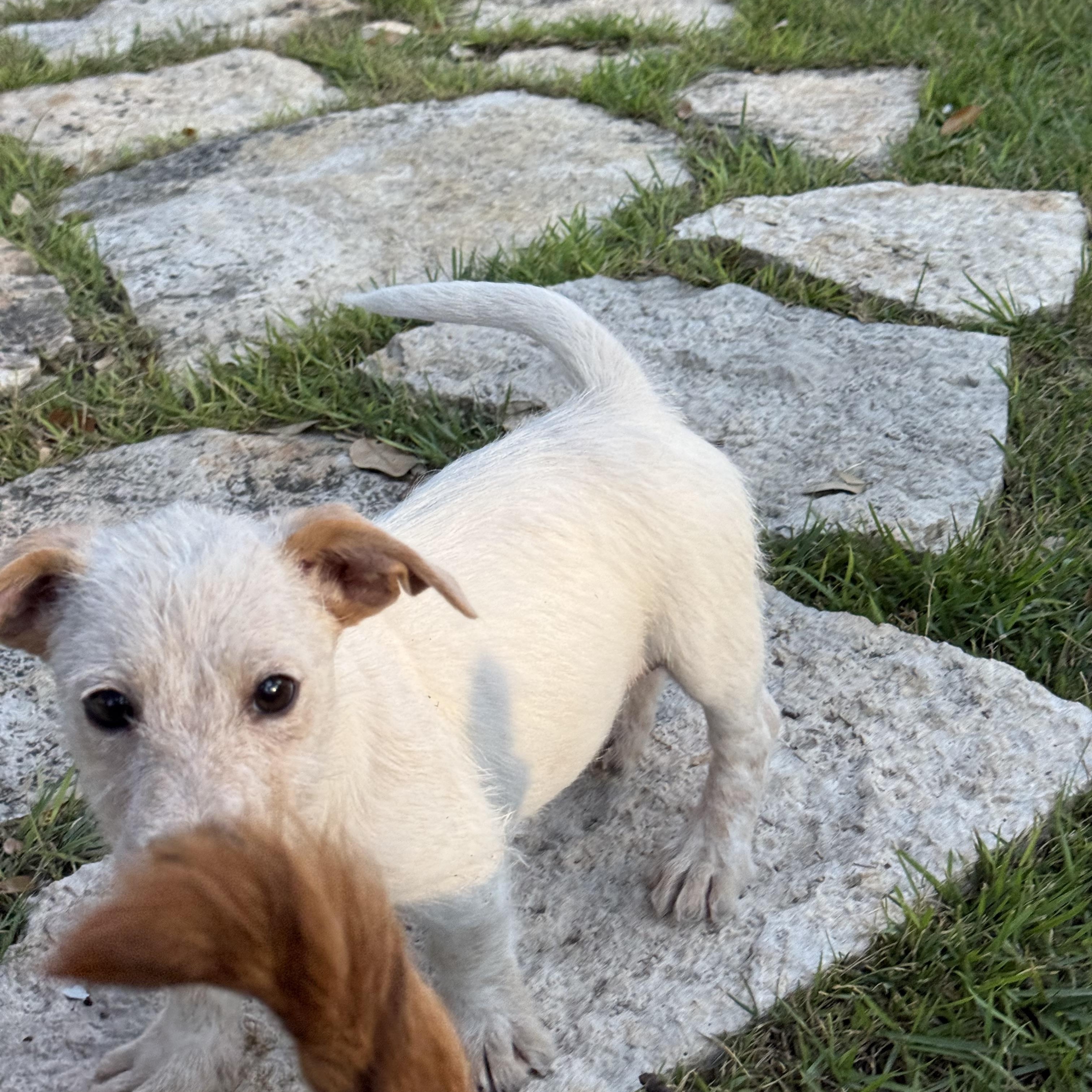 Enlarge Emmett, the low-rider scruffy puppy, a Adoptable mixed breed in Lockhart, TX image 4/6