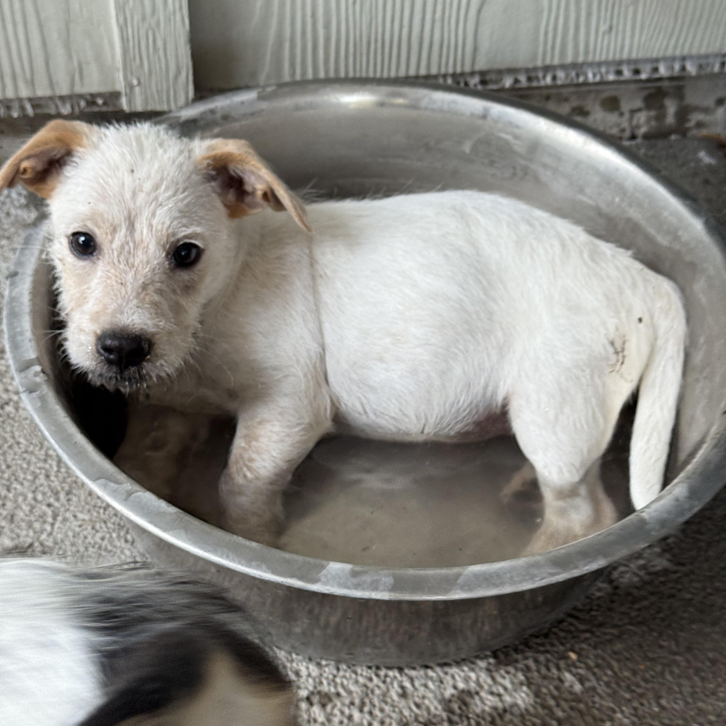 Enlarge Emmett, the low-rider scruffy puppy, a Adoptable mixed breed in Lockhart, TX image 5/6