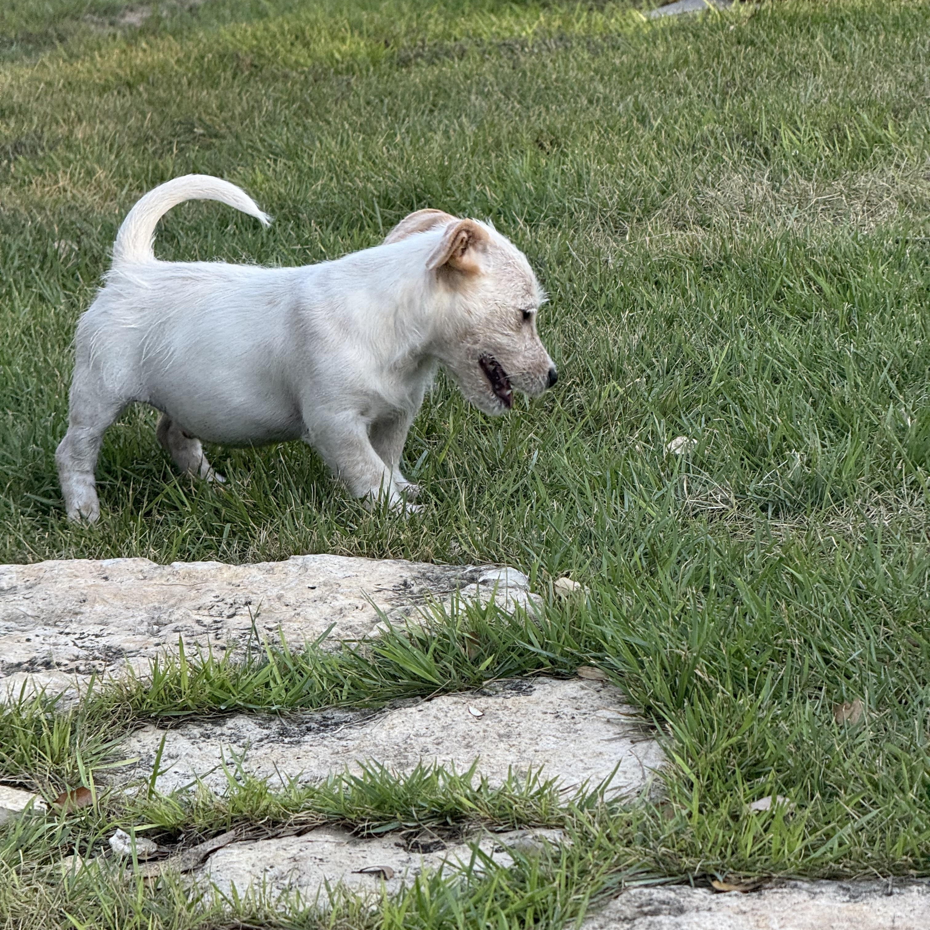 Enlarge Emmett, the low-rider scruffy puppy, a Adoptable mixed breed in Lockhart, TX image 6/6