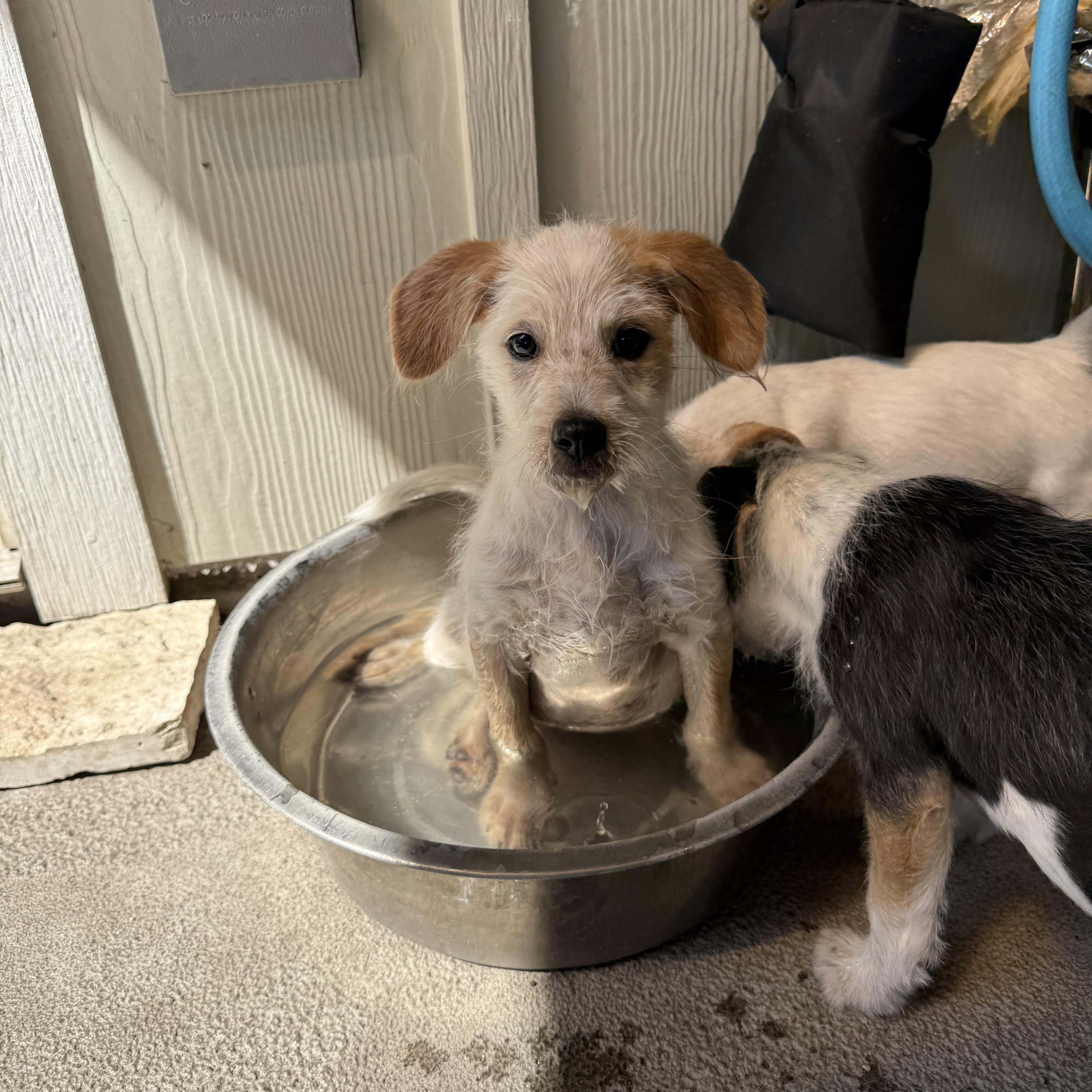 Enlarge Emmett, the low-rider scruffy puppy, a Adoptable mixed breed in Lockhart, TX image 3/6
