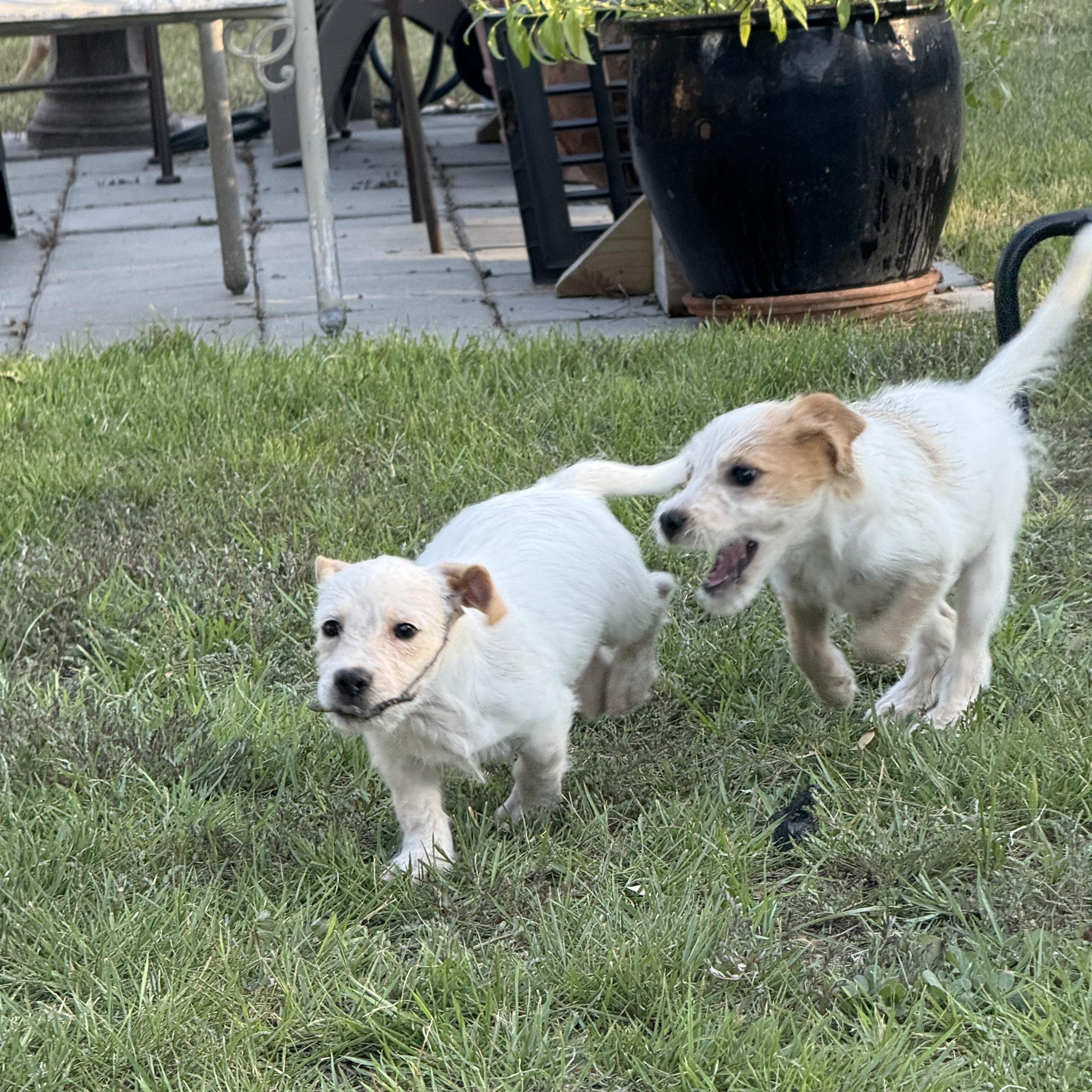Enlarge Emmett, the low-rider scruffy puppy, a Adoptable mixed breed in Lockhart, TX image 2/6