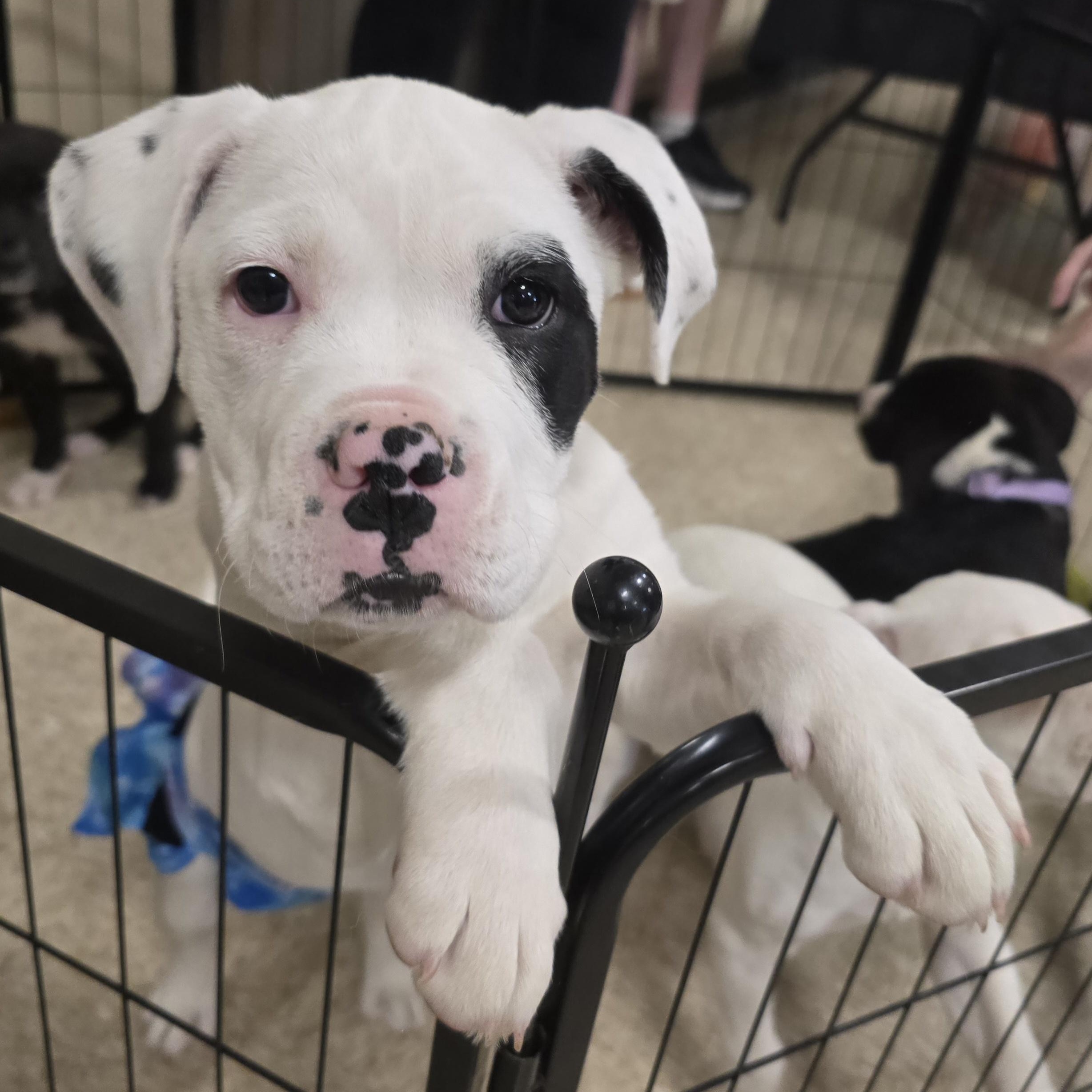 March, ADOPTABLE, Puppy Female Boxer.