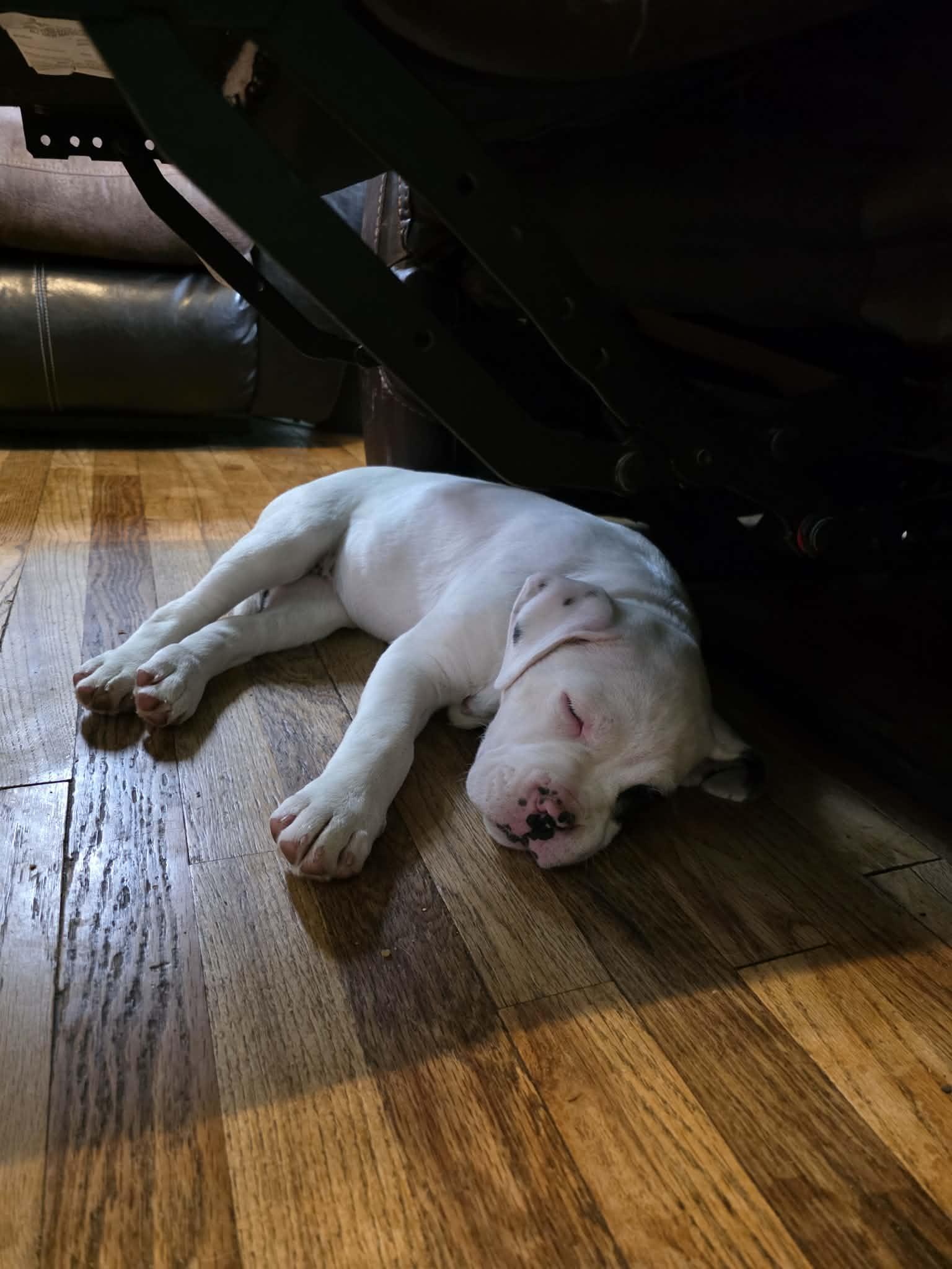 March, a ADOPTABLE mixed breed in Cedar Rapids, IA image 5/6