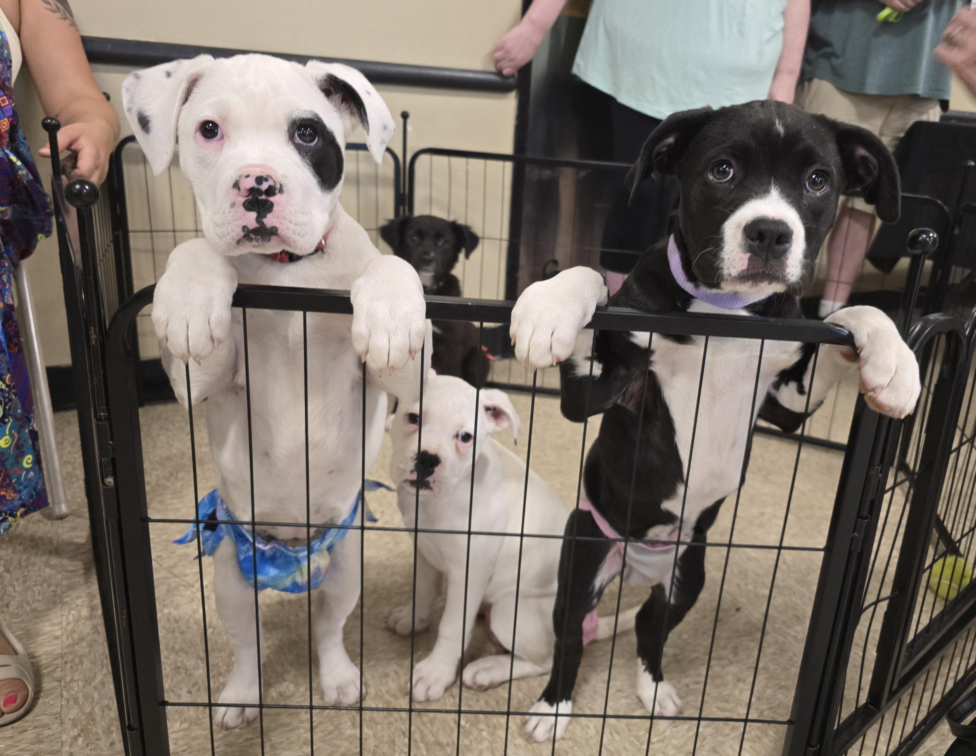 March, a ADOPTABLE mixed breed in Cedar Rapids, IA image 6/6
