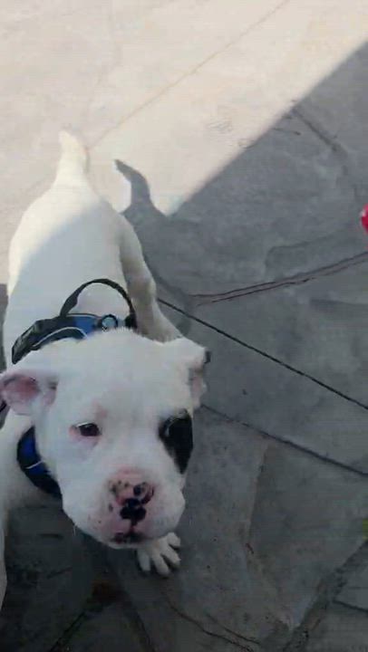 Enlarge March, a ADOPTABLE mixed breed in Cedar Rapids, IA video 3/6