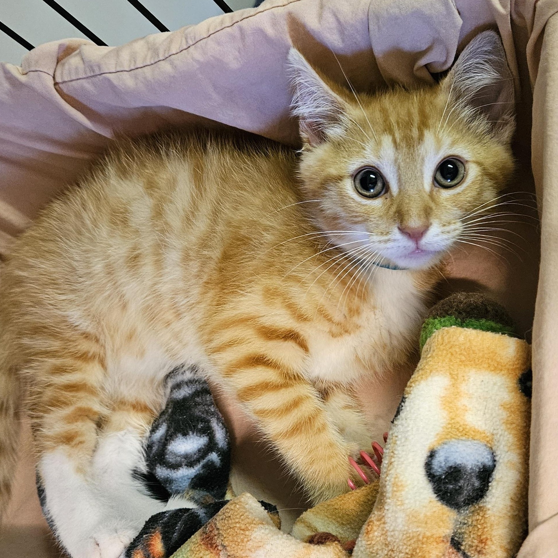 Moe, Baby Male Domestic Short Hair