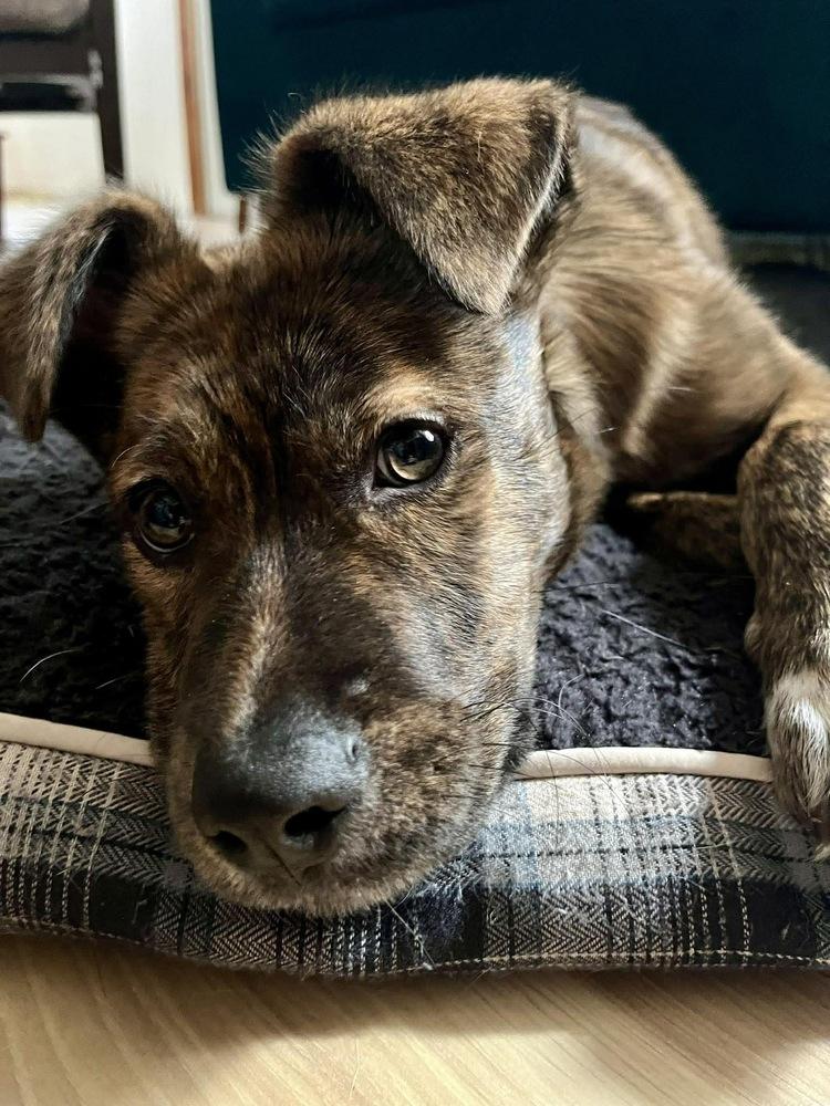 Mickey, Adoptable, Puppy Female Labrador Retriever.