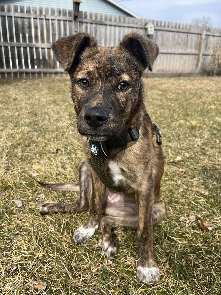 Enlarge Mickey, a Adoptable mixed breed in Rockland, WI image 2/6