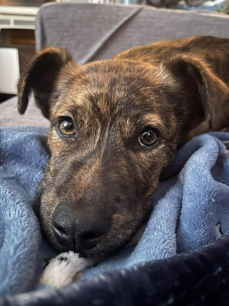 Enlarge Mickey, a Adoptable mixed breed in Rockland, WI image 3/6