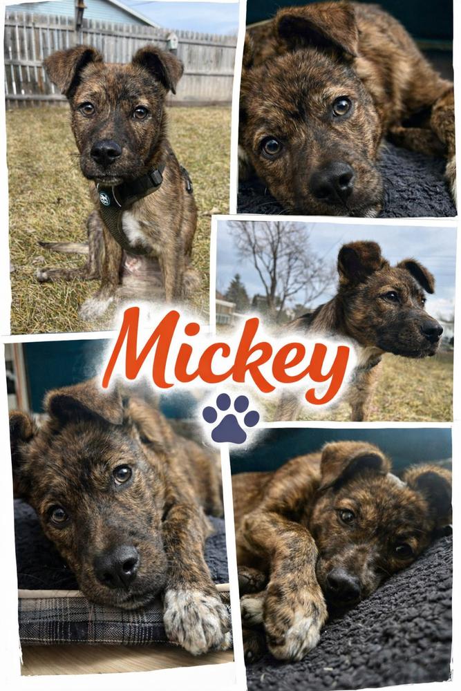Enlarge Mickey, a Adoptable mixed breed in Rockland, WI image 4/6