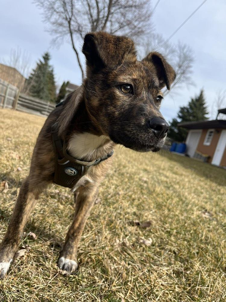 Enlarge Mickey, a Adoptable mixed breed in Rockland, WI image 5/6