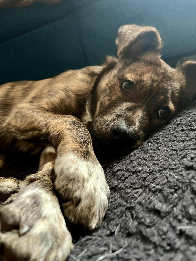 Enlarge Mickey, a Adoptable mixed breed in Rockland, WI image 6/6