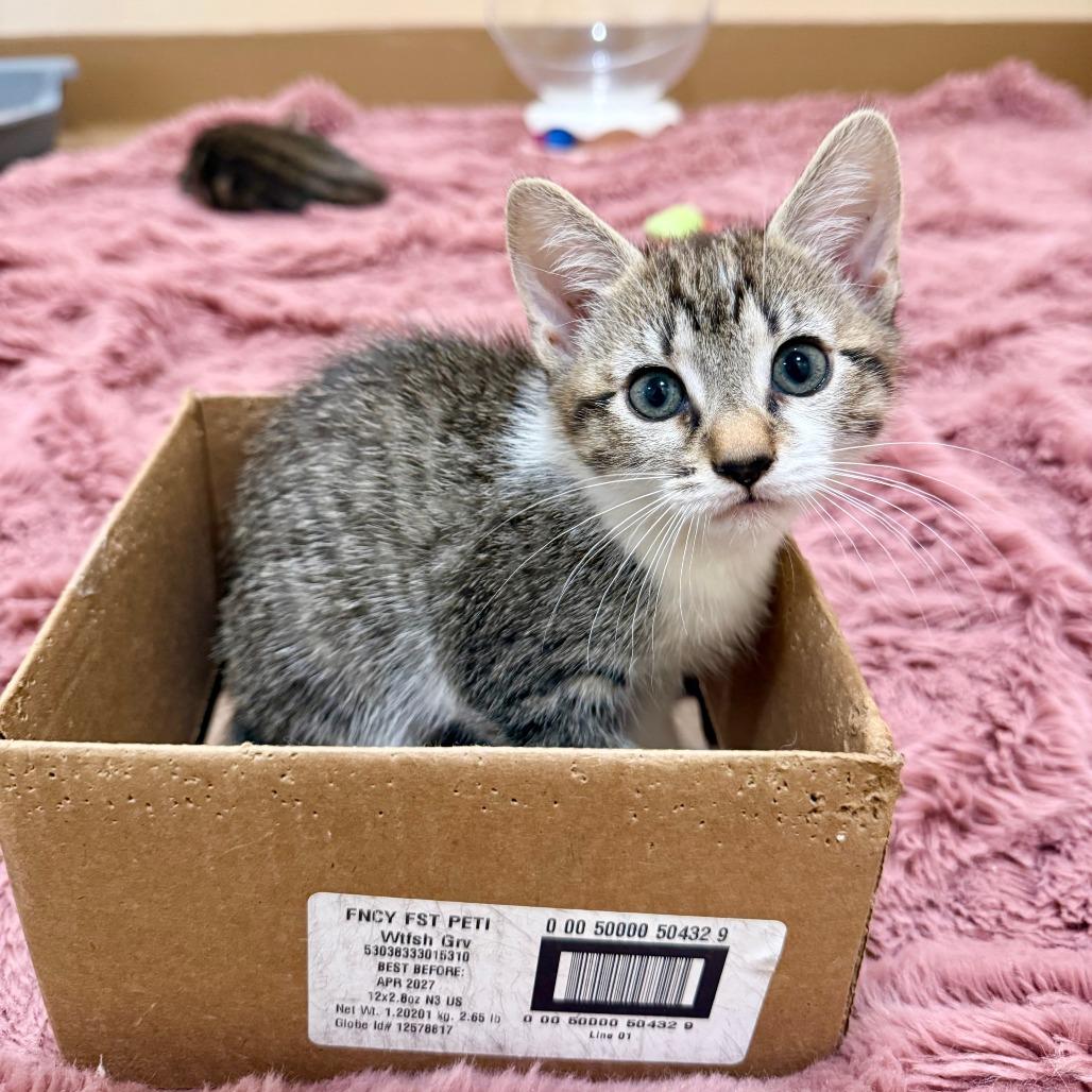 Cashew, Adoptable, Kitten Female Domestic Short Hair.