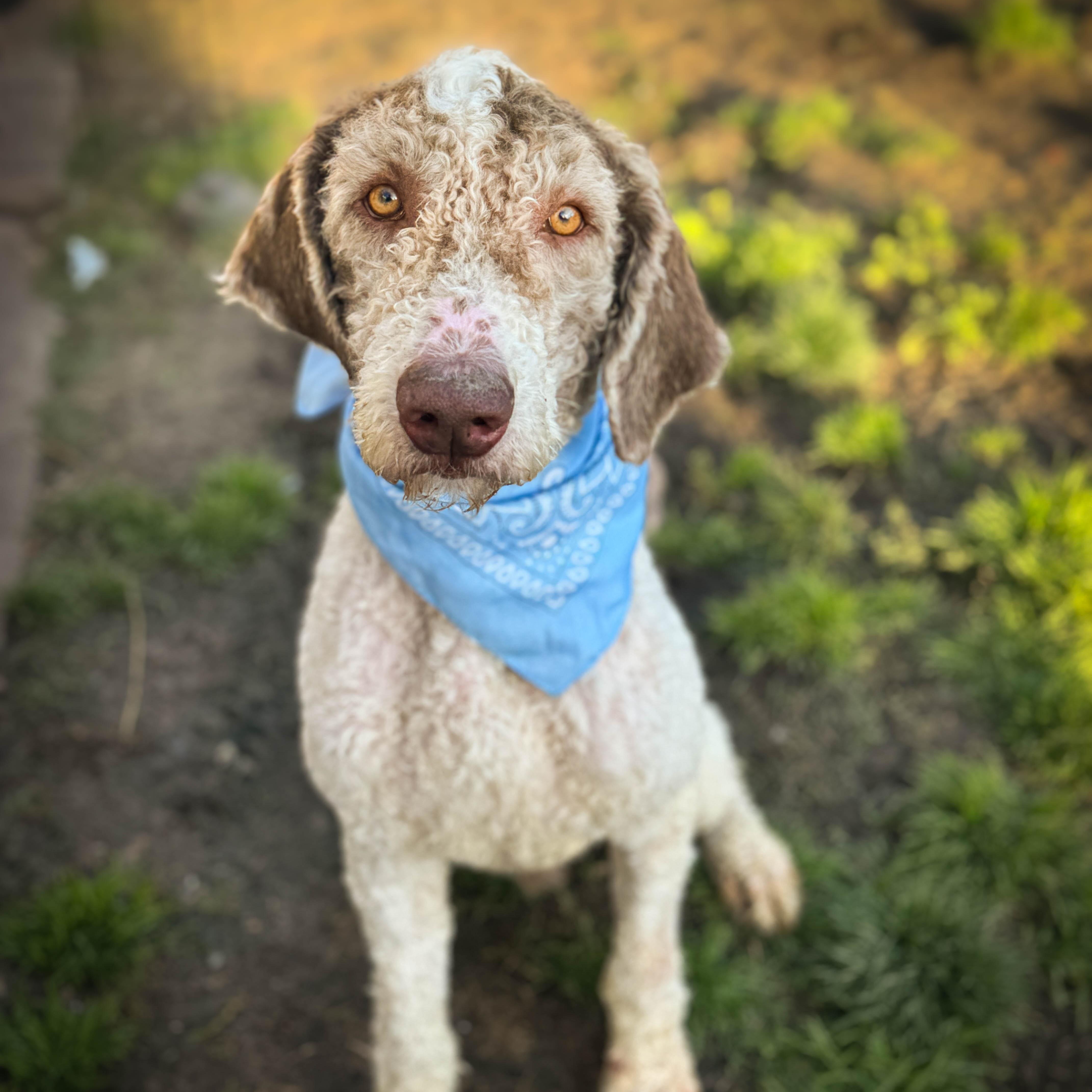 Enlarge Winston, a ADOPTABLE Goldendoodle in Torrance, CA image 3/3