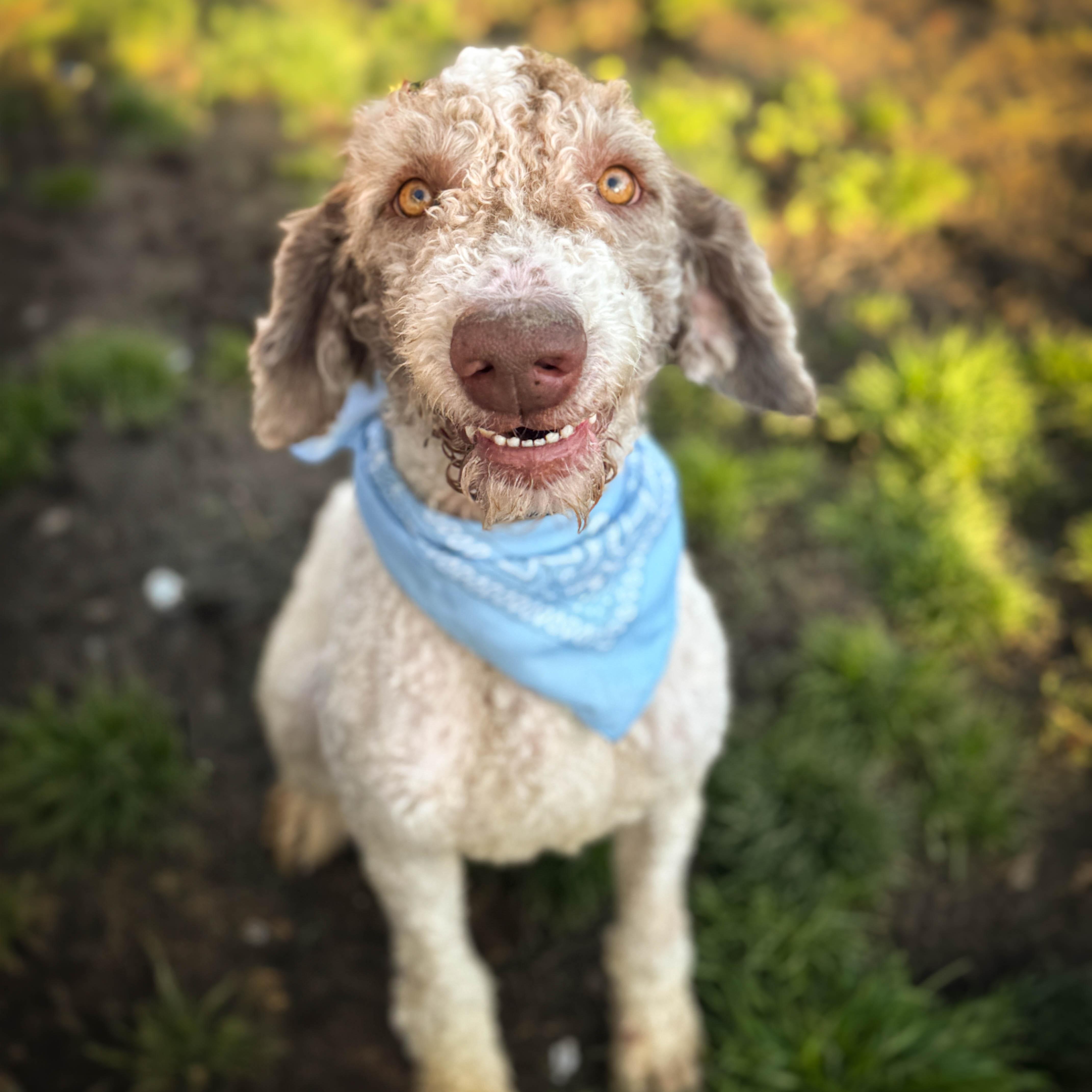 Enlarge Winston, a ADOPTABLE Goldendoodle in Torrance, CA image 2/3