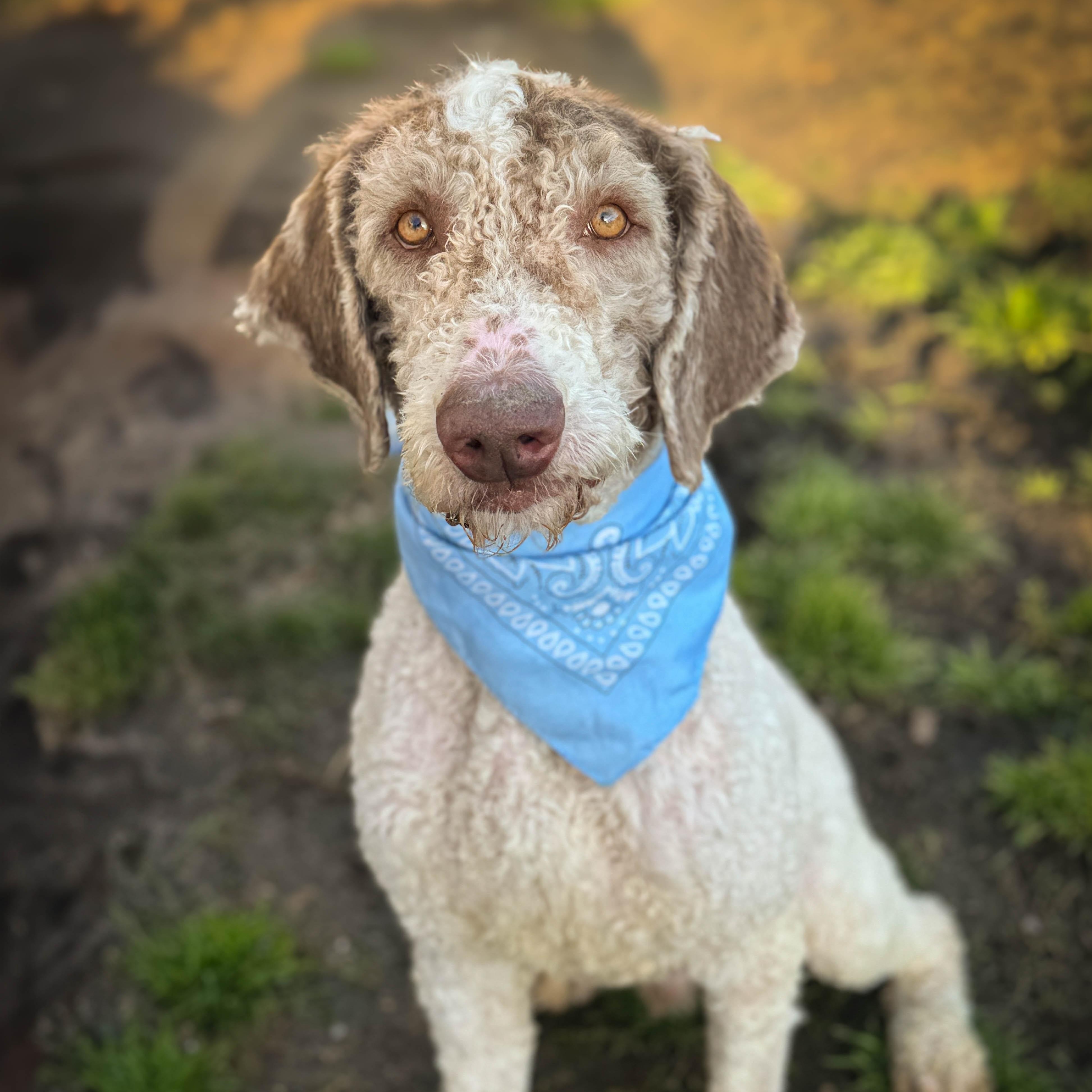 Winston, ADOPTABLE, Adult Male Goldendoodle.
