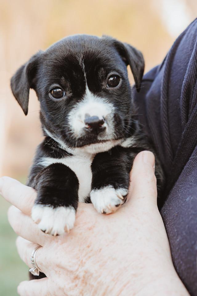 Enlarge Cricket, a ADOPTABLE mixed breed in Waxhaw, NC image 5/6