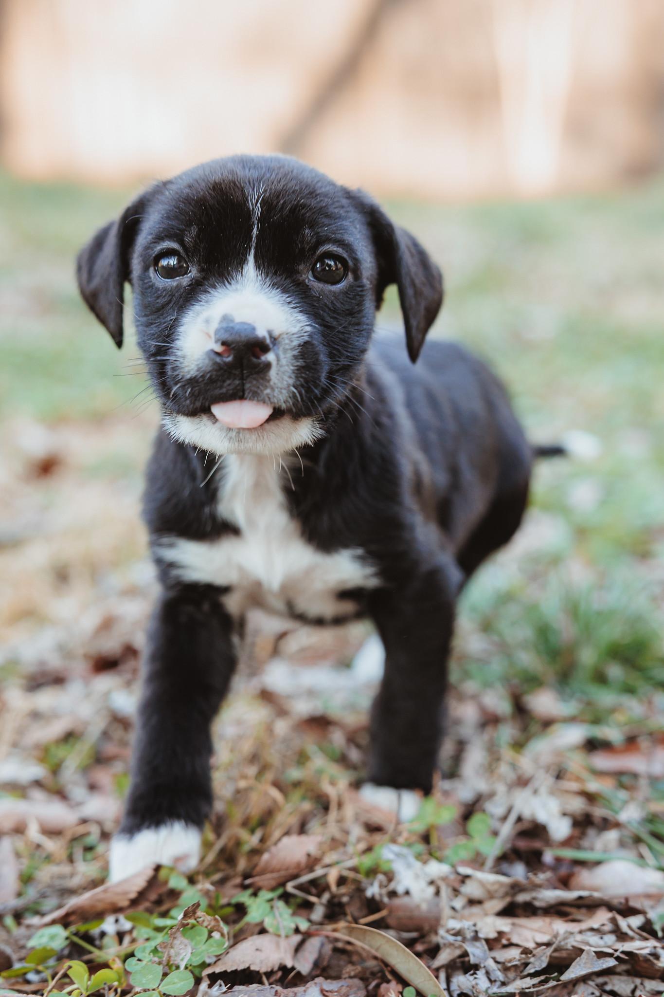 Enlarge Cricket, a ADOPTABLE mixed breed in Waxhaw, NC image 1/6