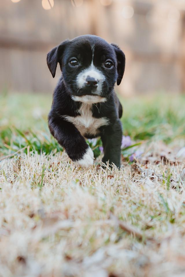 Enlarge Cricket, a ADOPTABLE mixed breed in Waxhaw, NC image 3/6