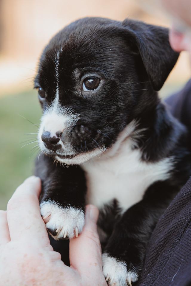 Enlarge Cricket, a ADOPTABLE mixed breed in Waxhaw, NC image 6/6