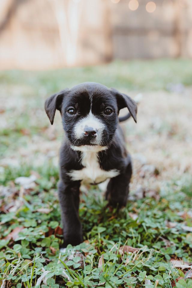 Enlarge Cricket, a ADOPTABLE mixed breed in Waxhaw, NC image 4/6