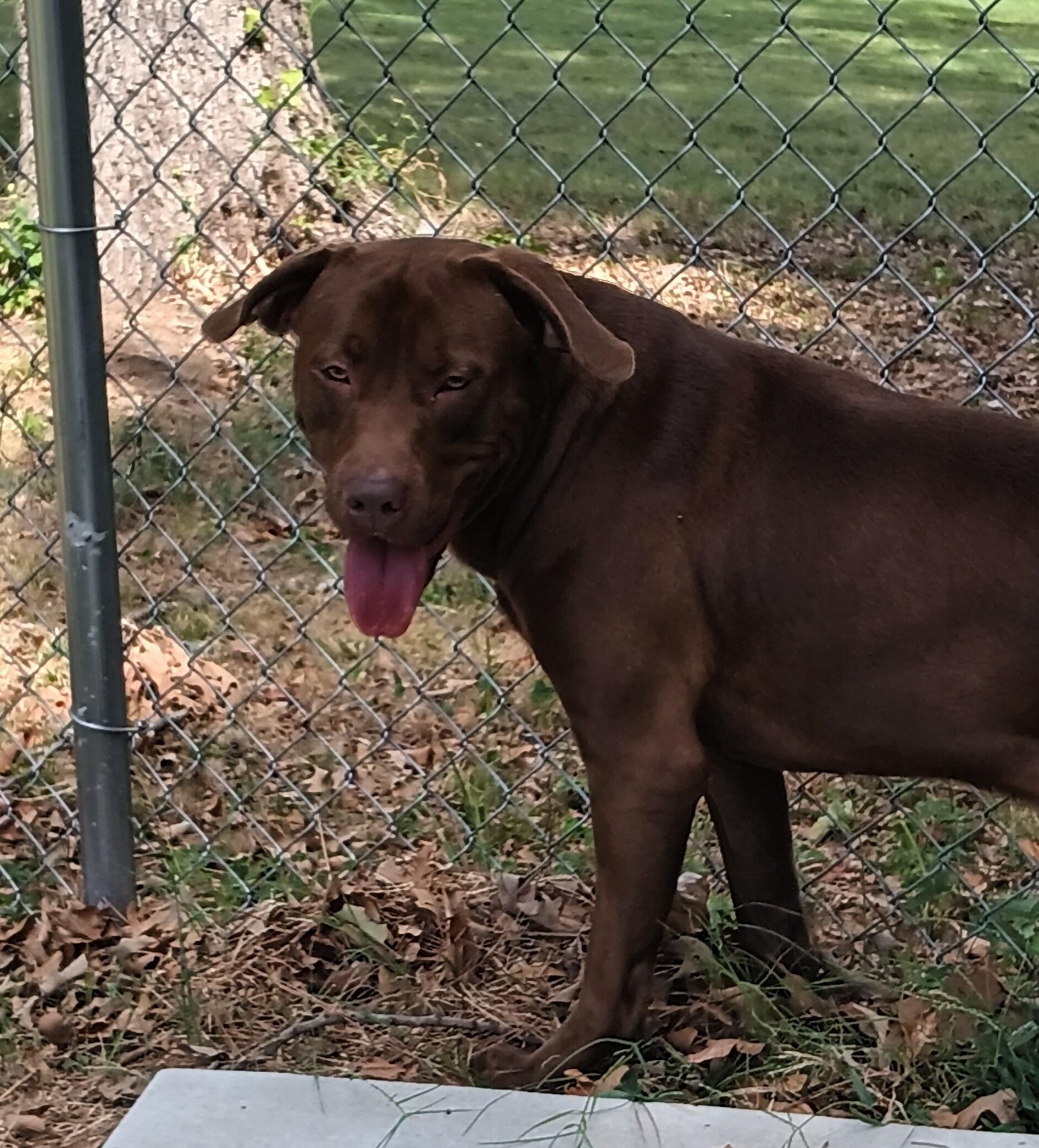 Maui, Adoptable, Adult Male Chocolate Labrador Retriever.