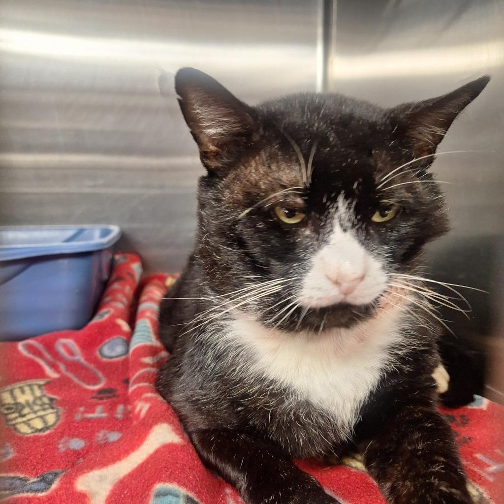 Baby Shadow, Adoptable, Adult Male Domestic Long Hair.