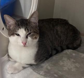 Enlarge Snuggles, a Adoptable mixed breed in Violet, LA image 1/1