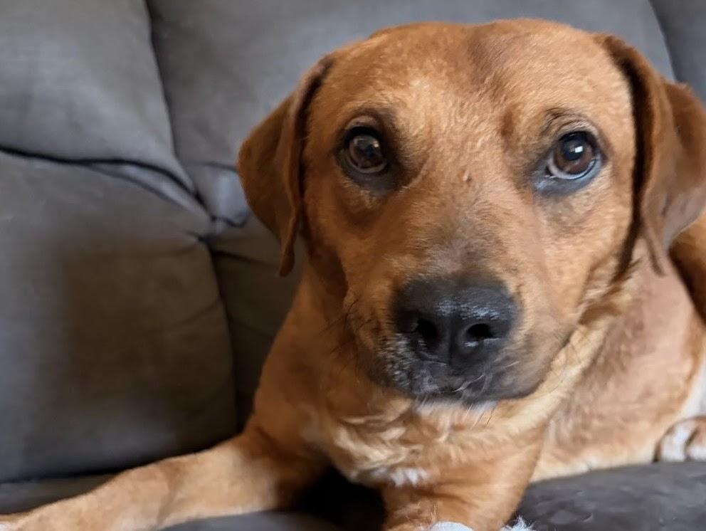 Enlarge Teddy, a ADOPTABLE mixed breed in tampa, FL image 4/4