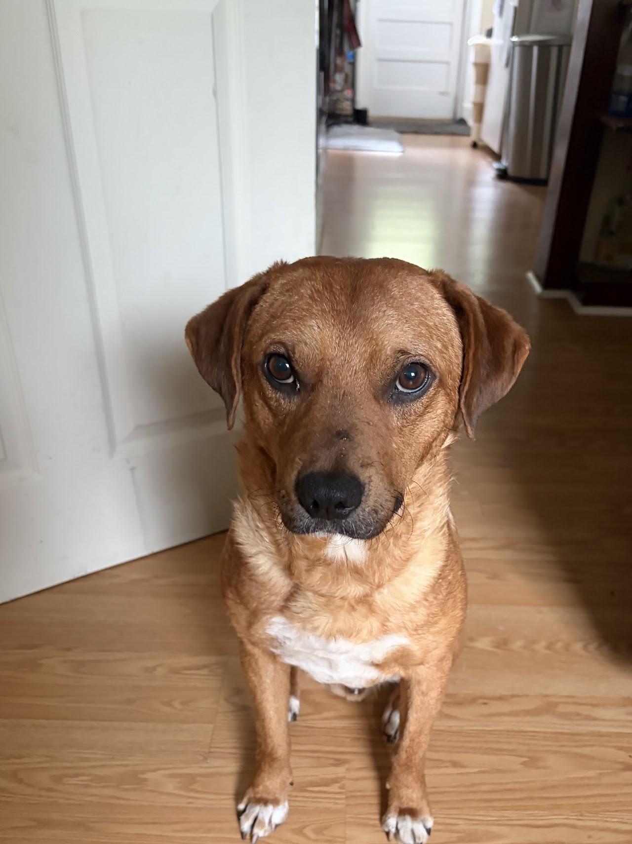 Enlarge Teddy, a ADOPTABLE mixed breed in tampa, FL image 3/4