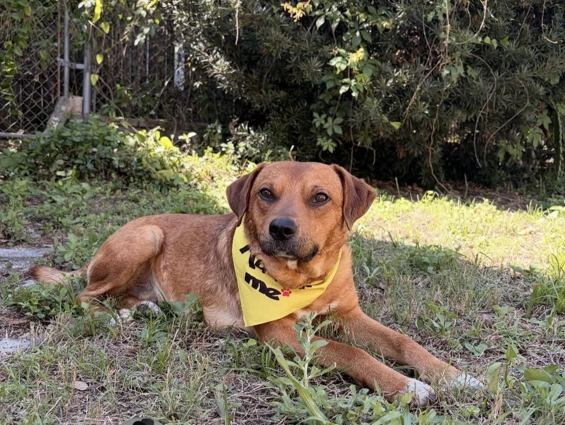 Enlarge Teddy, a ADOPTABLE mixed breed in tampa, FL image 1/4