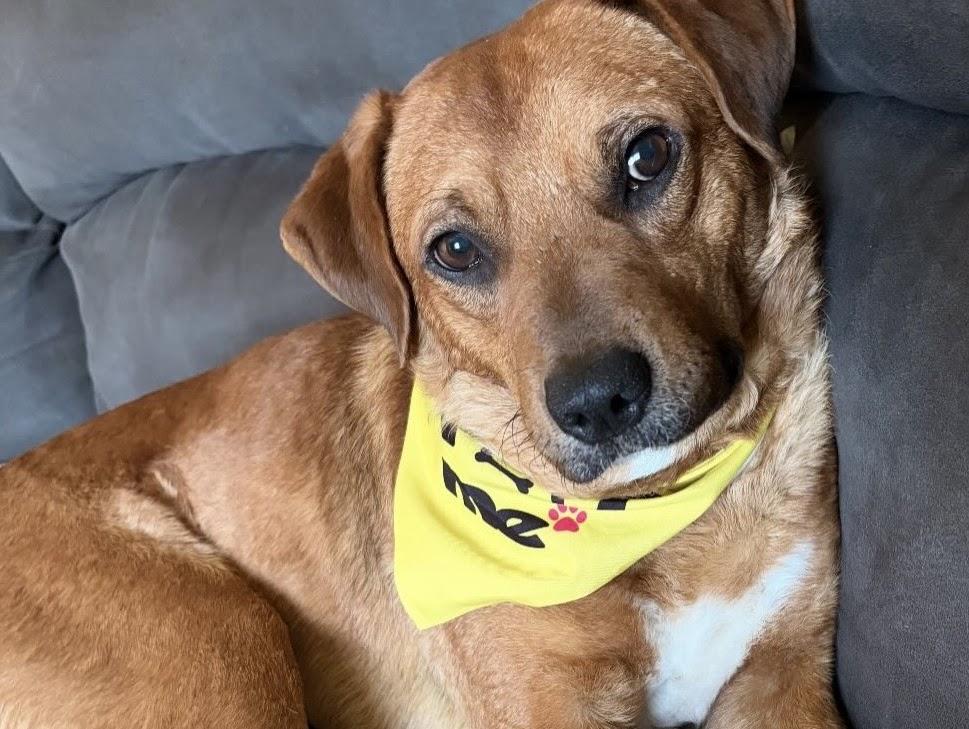 Enlarge Teddy, a ADOPTABLE mixed breed in tampa, FL image 2/4